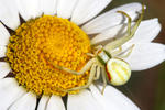 Běžník kopretinový (Misumena vatia)