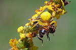 Běžník kopretinový (Misumena vatia)