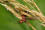 Běžník mokřadní (Xysticus ulmi)