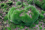 Bielomech sivý (Leucobryum glaucum)