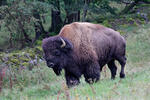 Bizon americký (Bison bison)