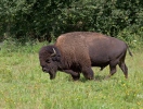 Bizon americký (Bison bison)