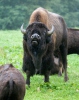 Bizon americký (Bison bison)