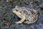 Blatnice skvrnitá (Pelobates fuscus)