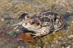 Blatnice skvrnitá (Pelobates fuscus)