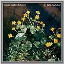 Blatouch bahenní (Caltha palustris)