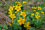 Blatouch bahenní (Caltha palustris)