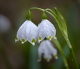 Bleduľa jarná (Leucojum vernum)