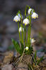 Bledule jarní (Leucojum vernum)