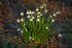 Bledule jarní (Leucojum vernum)