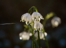 Bledule jarní (Leucojum vernum)