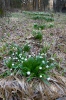 Bledule jarní (Leucojum vernum)