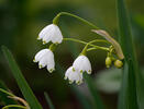 Bledule letní (Leucojum aestivum)