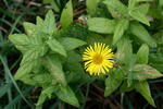 Blšník červěnkovitý (Pulicaria dysenterica)