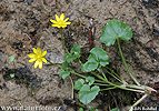 Blyskáč jarný (Ficaria verna subsp. bulbifera)