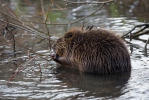 Bobr evropský (Castor fiber)