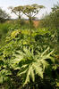 Boľševník obrovský (Heracleum mantegazzianum)