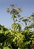 Bolševník velkolepý (Heracleum mantegazzianum)