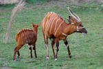 Bongo horský (Tragelaphus eurycerus isaaci)