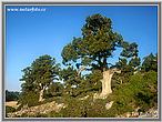 Borievka (Juniperus)