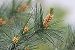 Borovica hladká (Pinus strobus)