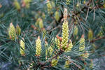 Borovica lesná sosnová (Pinus sylvestris)