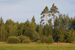 Borovica lesná sosnová (Pinus sylvestris)