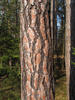 Borovica lesná sosnová
