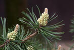 Borovice blatka (Pinus uncinata var.rotundata)