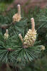 Borovice blatka (Pinus uncinata var.rotundata)