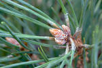 Borovice lesní (Pinus sylvestris)