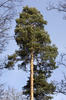 Borovice lesní (Pinus sylvestris)