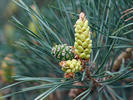 Borovice lesní (Pinus sylvestris)