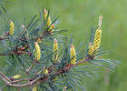 Borovice lesní (Pinus sylvestris)