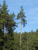 Borovice lesní (Pinus sylvestris)