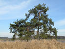 Borovice lesní (Pinus sylvestris)