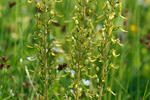 Bradáček vejčitý (Listera ovata)