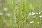 Bradáčik vajcovitolistý (Listera ovata)