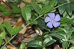 Brčál menší - Barvínek (Vinca minor)