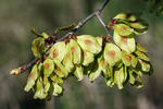 Brest hrabolistý (Ulmus minor)