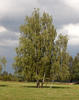 Bříza bělokorá (Betula pendula)