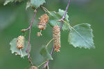 Bříza bělokorá (Betula pendula)