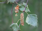 Bříza bělokorá (Betula pendula)