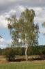 Bříza bělokorá (Betula pendula)