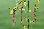 Bříza bělokorá (Betula pendula)