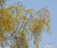 Bříza bělokorá (Betula pendula)