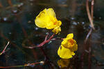 Bublinatka jižní (Utricularia australis)