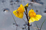 Bublinatka jižní (Utricularia australis)