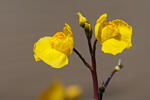 Bublinatka jižní (Utricularia australis)