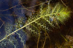 Bublinatka jižní (Utricularia australis)